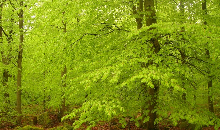 A beech forest, bright green and fresh
